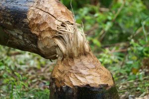 Tree felling by Beaver