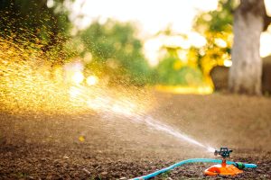 Summer garden irrigation. Sprinkler system with hose watering the grass in the garden